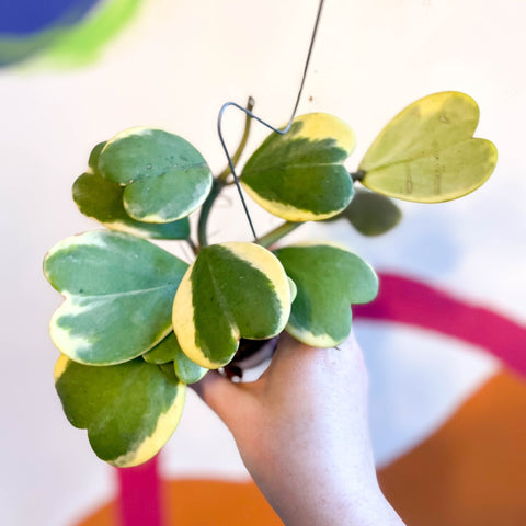 Sweetheart Plant - Hoya kerrii 'Variegata' - Sprouts of Bristol