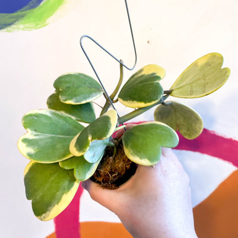 Sweetheart Plant - Hoya kerrii 'Variegata' - Sprouts of Bristol