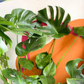 Swiss Cheese Plant - Monstera deliciosa - Sprouts of Bristol