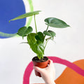 Swiss Cheese Plant - Monstera deliciosa - Sprouts of Bristol