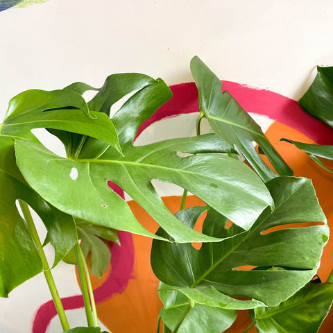 Swiss Cheese Plant - Monstera deliciosa - Sprouts of Bristol