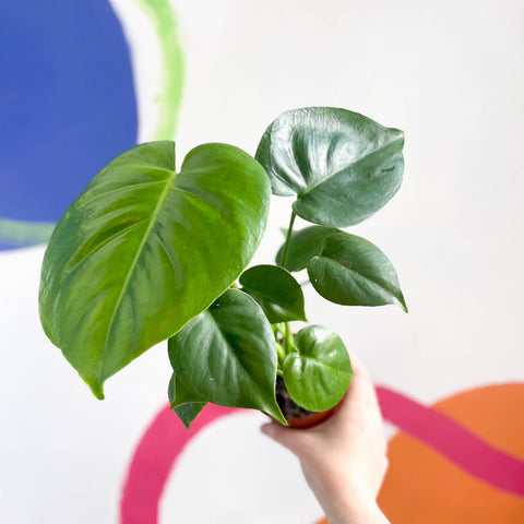 Swiss Cheese Plant - Monstera deliciosa - Sprouts of Bristol