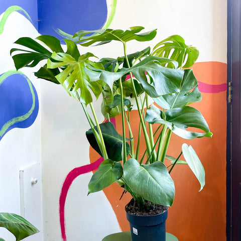 Swiss Cheese Plant - Monstera deliciosa - Sprouts of Bristol