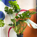 Swiss Cheese Plant - Monstera deliciosa - Sprouts of Bristol