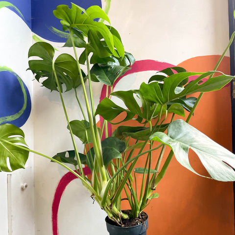 Swiss Cheese Plant - Monstera deliciosa - Sprouts of Bristol
