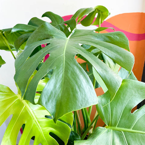Swiss Cheese Plant - Monstera deliciosa - Sprouts of Bristol