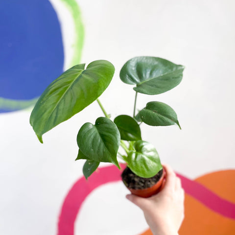 Swiss Cheese Plant - Monstera deliciosa - Sprouts of Bristol
