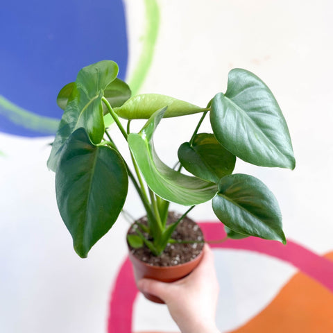 Swiss Cheese Plant - Monstera deliciosa - Sprouts of Bristol