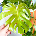 Swiss Cheese Plant - Monstera deliciosa - Sprouts of Bristol