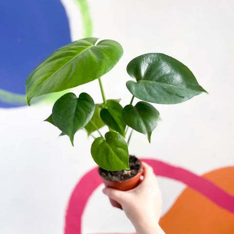 Swiss Cheese Plant - Monstera deliciosa - Sprouts of Bristol
