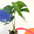 Swiss Cheese Plant - Monstera deliciosa - Sprouts of Bristol