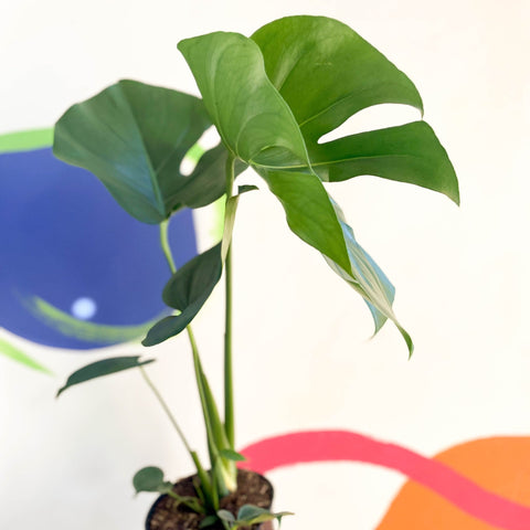 Swiss Cheese Plant - Monstera deliciosa - Sprouts of Bristol