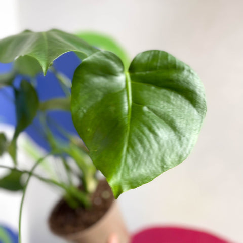 Swiss Cheese Plant - Monstera deliciosa - British Grown - Sprouts of Bristol