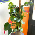 Swiss Cheese Plant - Monstera deliciosa - British Grown - Sprouts of Bristol
