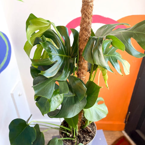 Swiss Cheese Plant - Monstera deliciosa - British Grown - Sprouts of Bristol