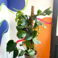 Swiss Cheese Plant - Monstera deliciosa - British Grown - Sprouts of Bristol