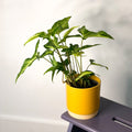 Syngonium angustatum - Sprouts of Bristol