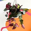 Syngonium erythrophyllum 'Red Arrow' - Sprouts of Bristol