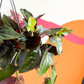 Syngonium erythrophyllum 'Red Arrow' - Sprouts of Bristol