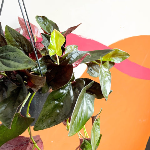 Syngonium erythrophyllum 'Red Arrow' - Sprouts of Bristol