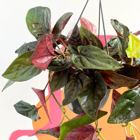 Syngonium erythrophyllum 'Red Arrow' - Sprouts of Bristol