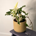 Syngonium podophyllum 'Albo' variegata - Sprouts of Bristol