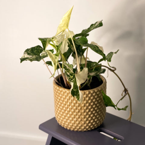 Syngonium podophyllum 'Albo' variegata - Sprouts of Bristol