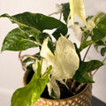 Syngonium podophyllum 'Albo' variegata - Sprouts of Bristol