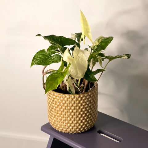 Syngonium podophyllum 'Albo' variegata - Sprouts of Bristol