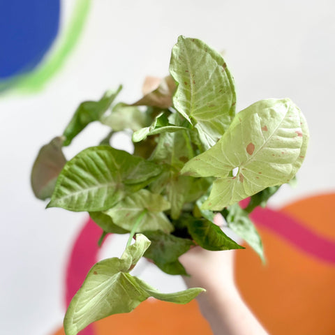 Syngonium podophyllum 'Milk Confetti' - Sprouts of Bristol
