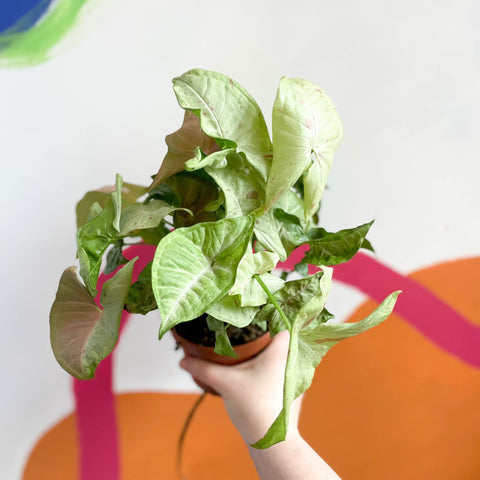 Syngonium podophyllum 'Milk Confetti' - Sprouts of Bristol