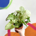 Syngonium podophyllum 'Milk Confetti' - Sprouts of Bristol