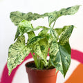Syngonium podophyllum 'Mottled' / 'Mojito' - Sprouts of Bristol