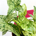 Syngonium podophyllum 'Mottled' / 'Mojito' - Sprouts of Bristol