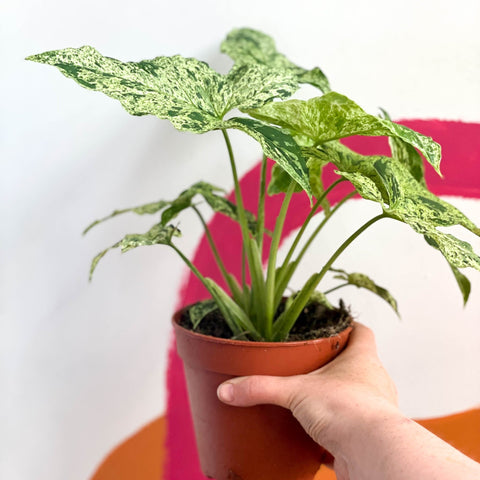 Syngonium podophyllum 'Mottled' / 'Mojito' - Sprouts of Bristol