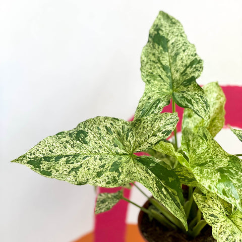Syngonium podophyllum 'Mottled' / 'Mojito' - Sprouts of Bristol