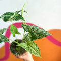 Syngonium podophyllum 'Mottled' / 'Mojito' - Sprouts of Bristol