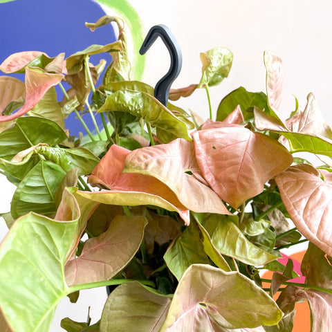 Syngonium podophyllum 'Red Heart' - Sprouts of Bristol