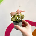 Syngonium podophyllum 'Red Heart' - Sprouts of Bristol
