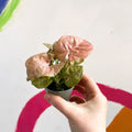 Syngonium podophyllum 'Red Heart' - Sprouts of Bristol