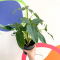 Syngonium podophyllum 'Trileaf Wonder' - Sprouts of Bristol