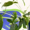 Syngonium podophyllum 'Trileaf Wonder' - Sprouts of Bristol