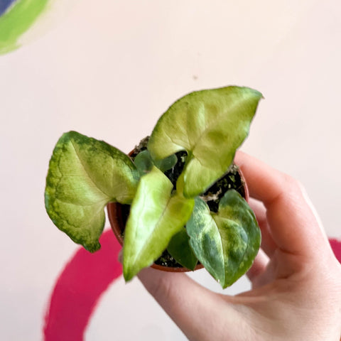 Syngonium podophyllum 'White Butterfly' - Sprouts of Bristol