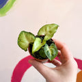 Syngonium podophyllum 'White Butterfly' - Sprouts of Bristol
