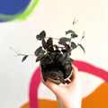 Tahitian Bridal Veil - Tradescantia geniculata 'Jose Puig' - British Grown - Sprouts of Bristol