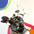 Tahitian Bridal Veil - Tradescantia geniculata 'Jose Puig' - British Grown - Sprouts of Bristol