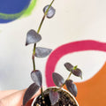 Tahitian Bridal Veil - Tradescantia geniculata 'Jose Puig' - Sprouts Grown By Us - Sprouts of Bristol