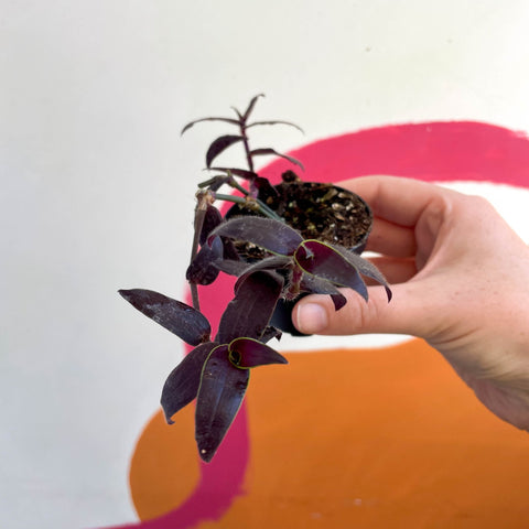 Tahitian Bridal Veil - Tradescantia geniculata 'Jose Puig' - Welsh Grown - Sprouts of Bristol