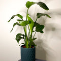 Teal Geometric Cement Planter - 22cm - Sprouts of Bristol
