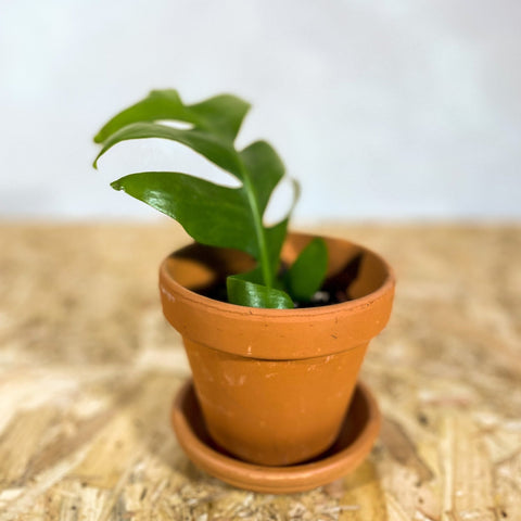 Terracotta Pots - Sprouts of Bristol